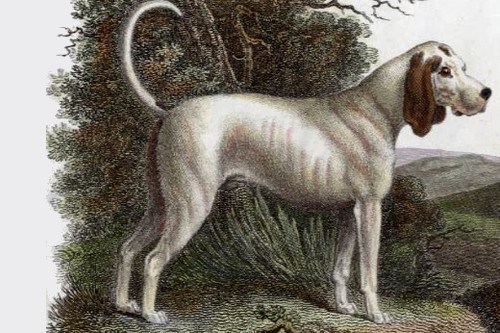 Talbot Dog: Talbot Extinct Breeds Of Dogs