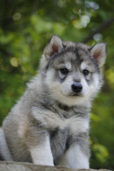 Tamaskan Puppies: Tamaskan Tamaskan Wolf Dog Puppies Breed