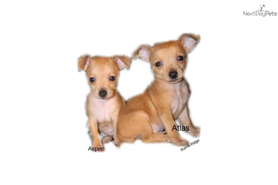 Teddy Roosevelt Terrier Puppies: Teddy C Breed