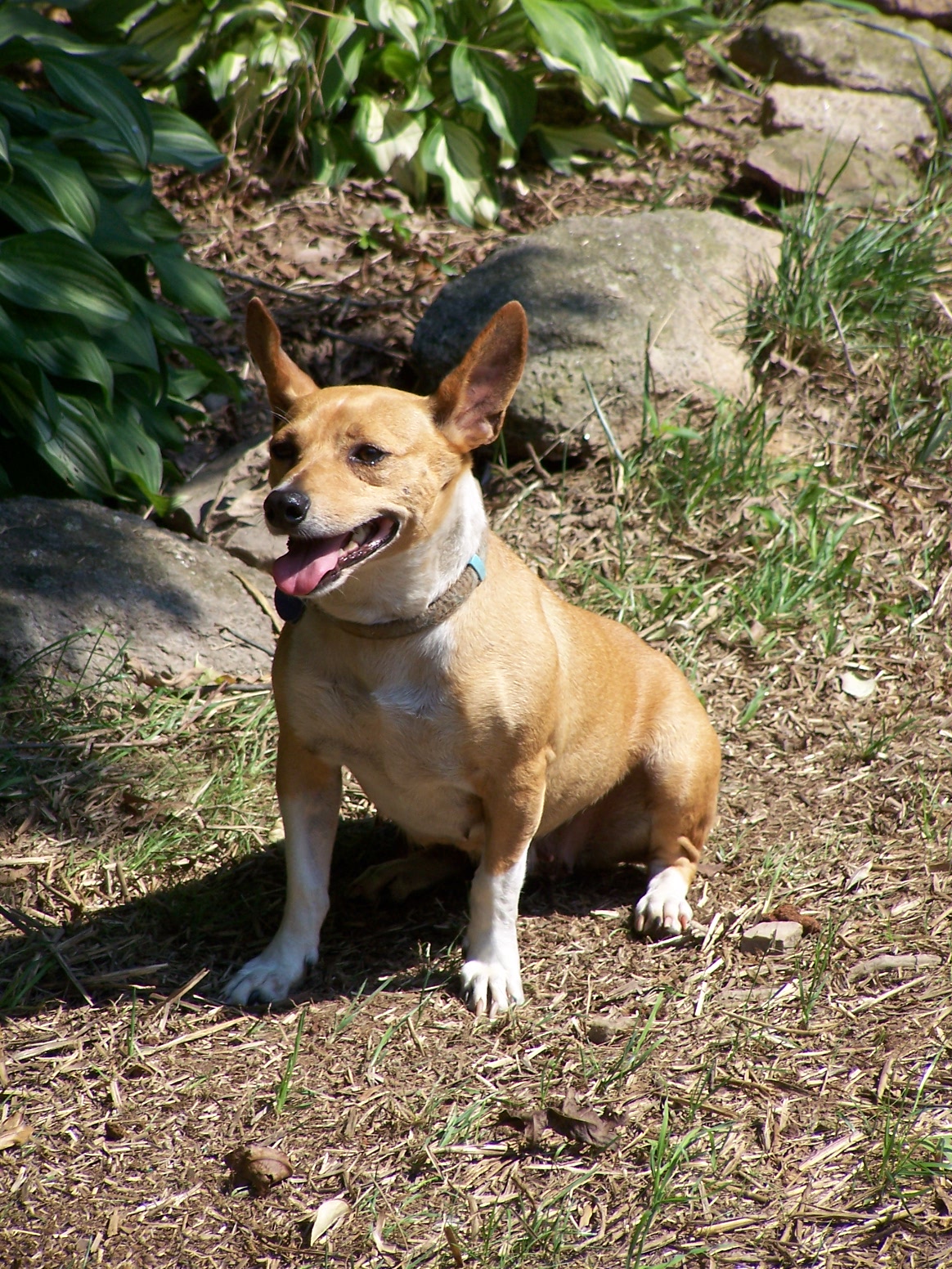 Teddy Roosevelt Terrier Dog: Teddy Rastreador Brasileiro Breed