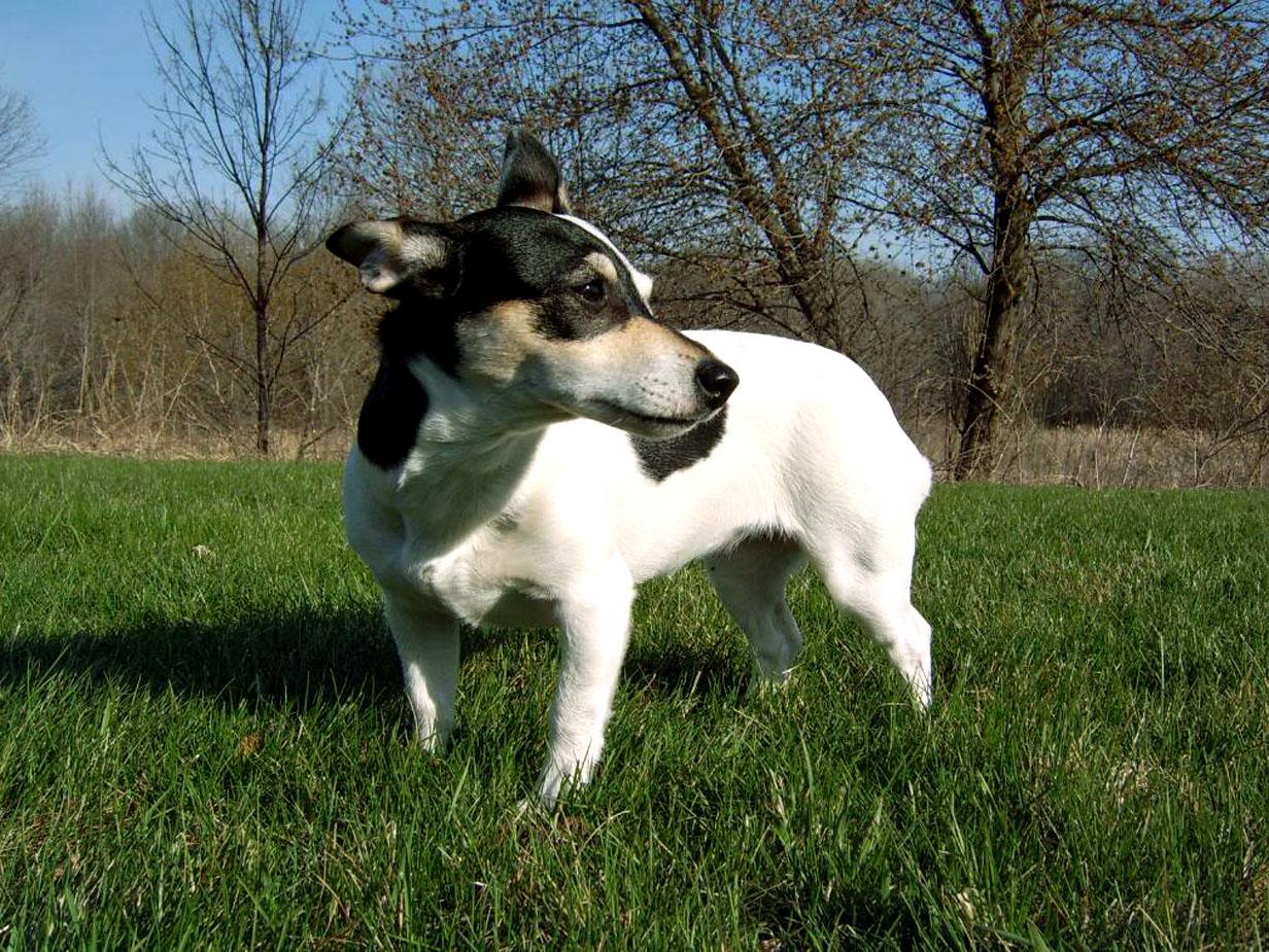 Teddy Roosevelt Terrier Dog: Teddy Teddy Roosevelt Terrier For A Walk Breed