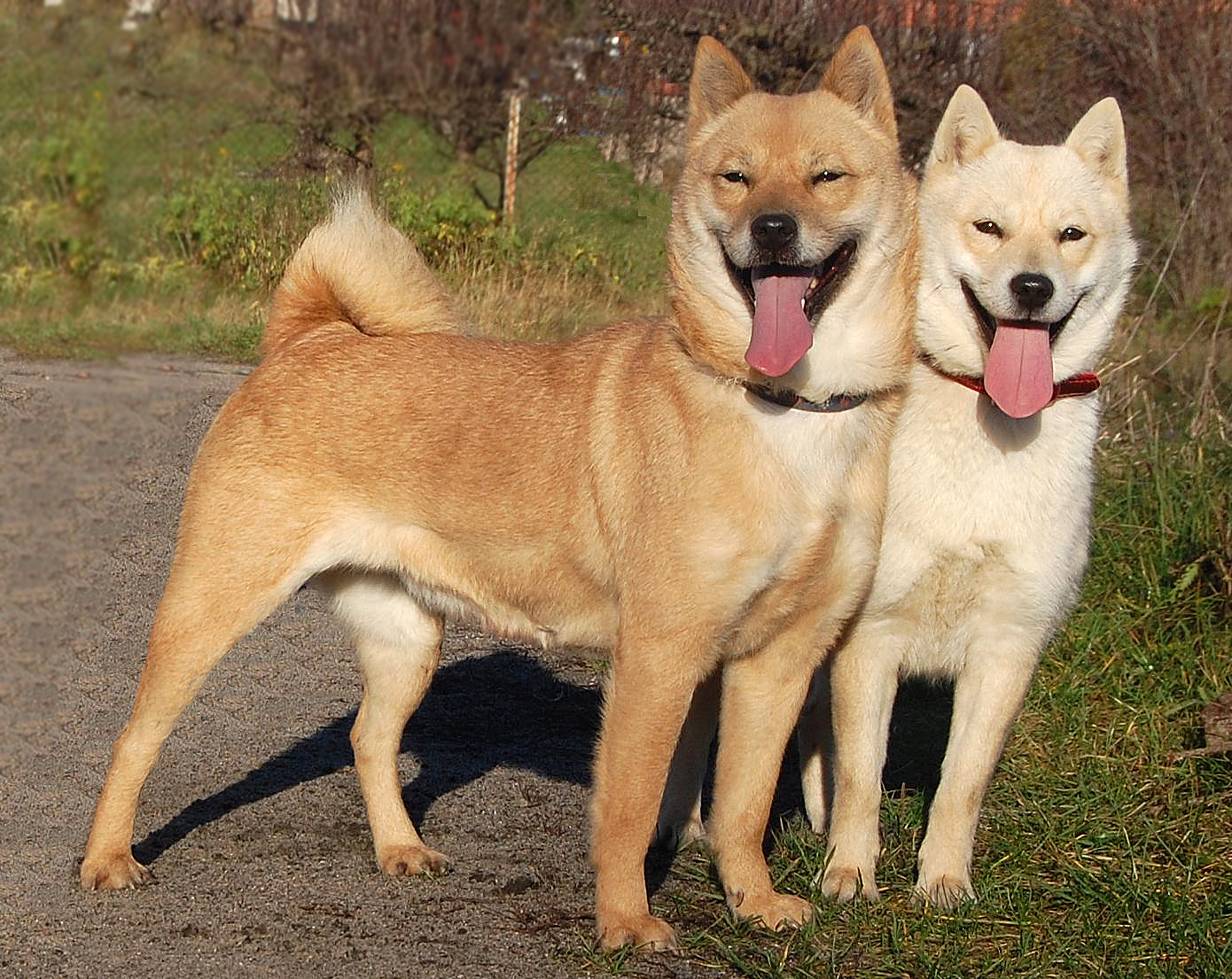 Telomian Puppies: Telomian Two Hokkaido Dogs Breed