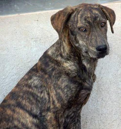 Tennessee Treeing Brindle Puppies: Tennessee Mountaincur Breed