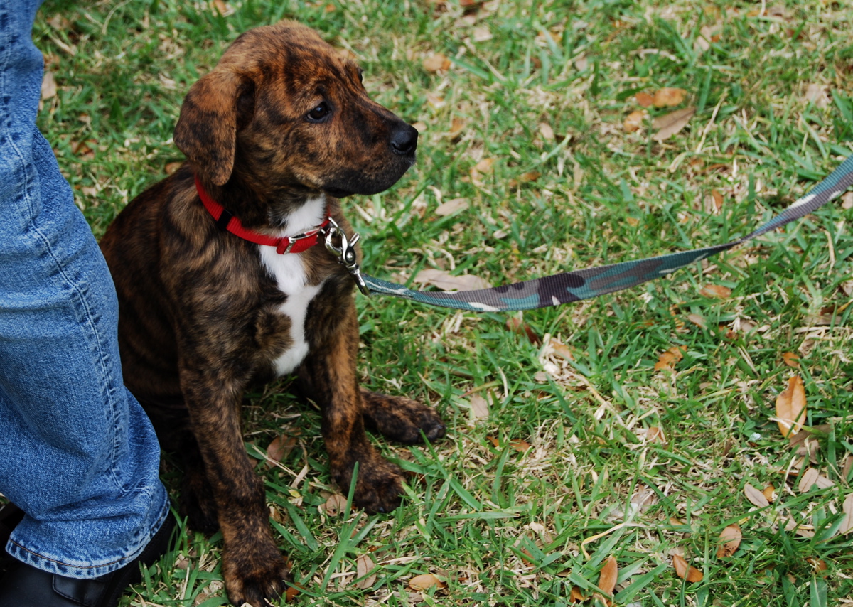 Tennessee Treeing Brindle Dog: Tennessee Tennessee Treeing Brindle Near The Owner Breed