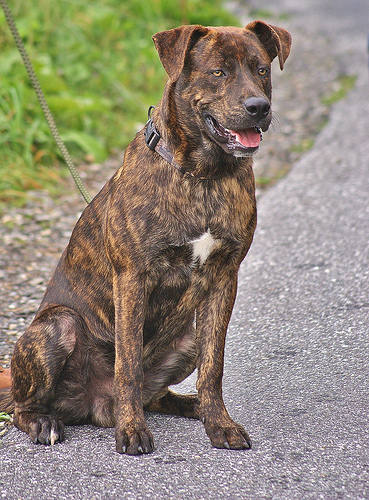 Tennessee Treeing Brindle Dog: Tennessee Treeing Tennessee Brindle Pictures Breed