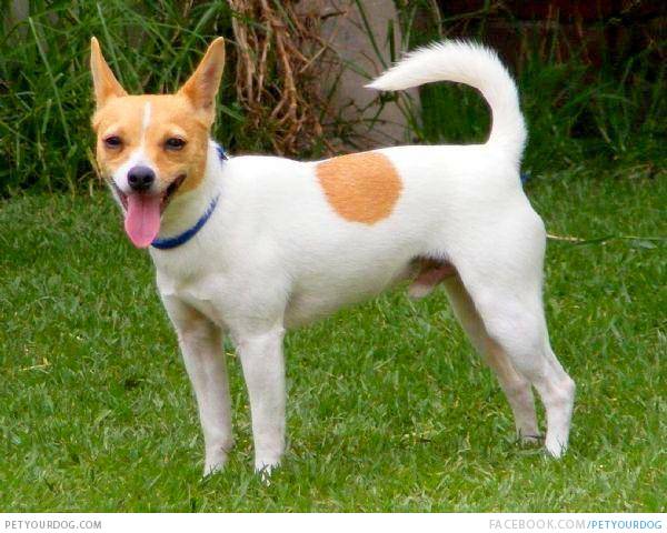 Tenterfield Terrier Dog: Tenterfield Breed
