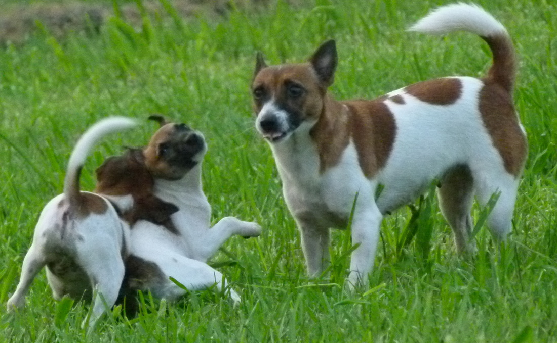 Tenterfield Terrier Puppies: Tenterfield Puppies Breed