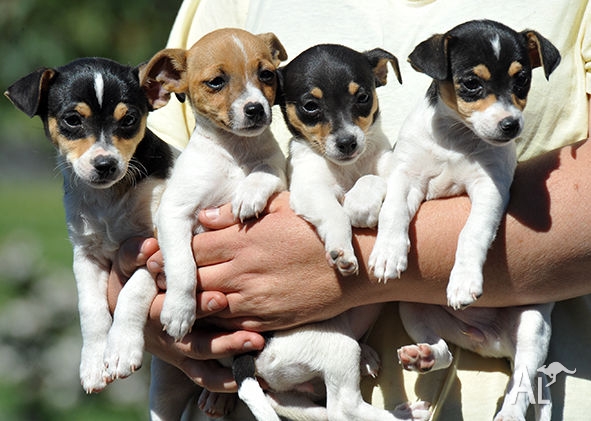 Tenterfield Terrier Puppies: Tenterfield Purebred Tenterfield Terriers Breed