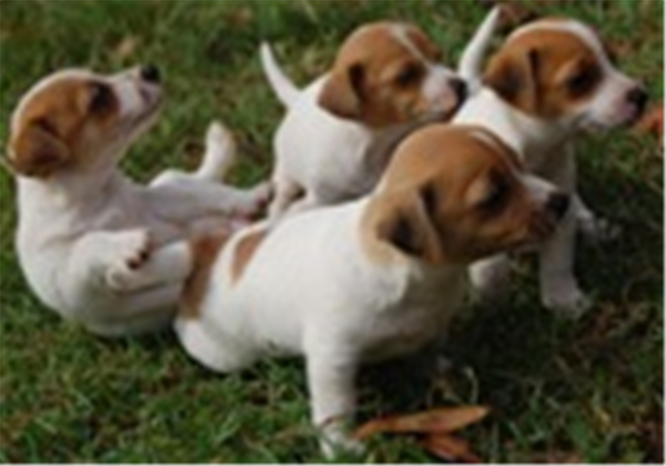 Tenterfield Terrier Dog: Tenterfield Terrific Tenterfield Terrier Puppies P Breed