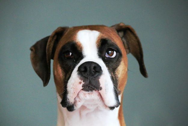 Terceira Mastiff Dog: Terceira Boxers Breed