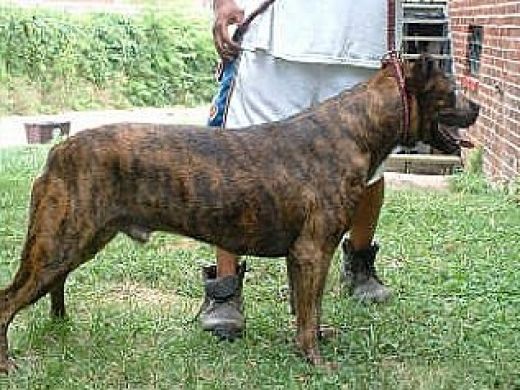 Terceira Mastiff Dog: Terceira Co De Fila De So Miguel Breed