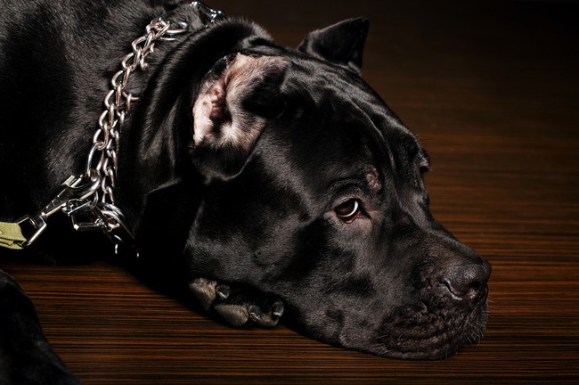 Terceira Mastiff Dog: Terceira Czy Molosy To Niebezpieczne Psy Breed