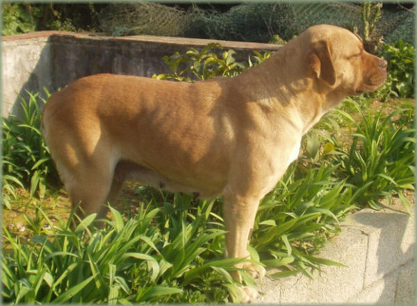 Terceira Mastiff Dog: Terceira Display Breed
