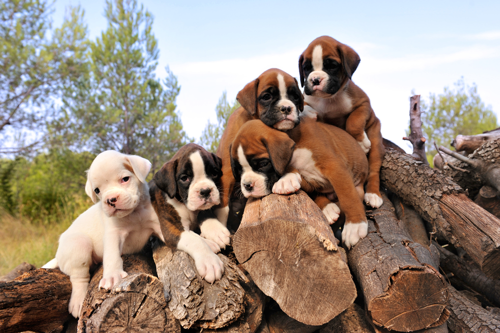 Terceira Mastiff Puppies: Terceira Know About Boxer Breed