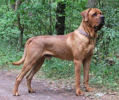Terceira Mastiff Dog: Terceira Which Dog Breeds Are Banned In The Uk