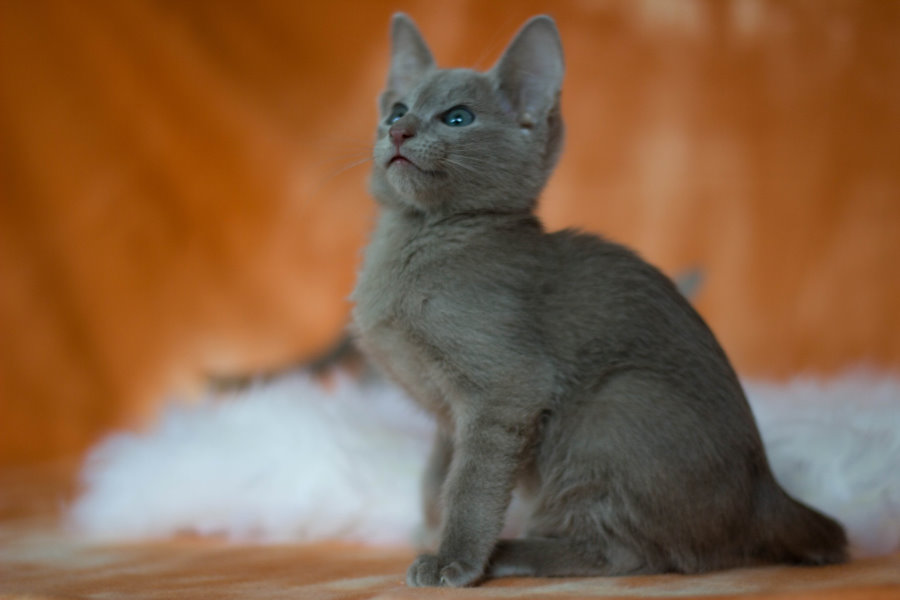 Thai Lilac Kitten: Thai Farbethaikatzesiamkatze Breed