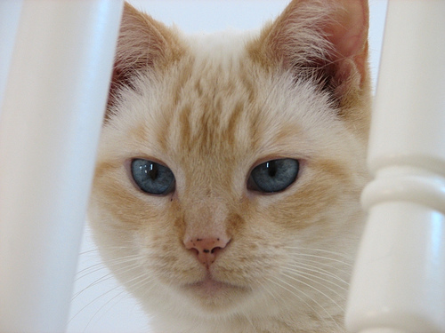 Thai Lilac Kitten: Thai Flame Point Siamese Cat Sabrina Breed