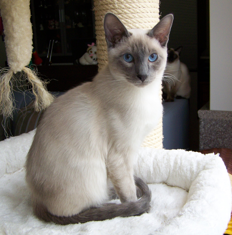 Thai Lilac Kitten: Thai Katzen Rassekatzen Thai Breed
