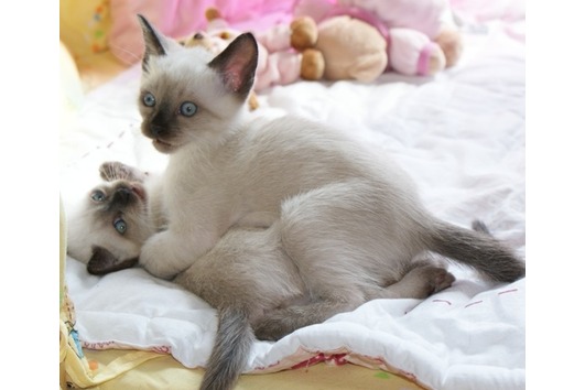 Thai Kitten: Thai Katzen Rassekatzen Thai Page Breed