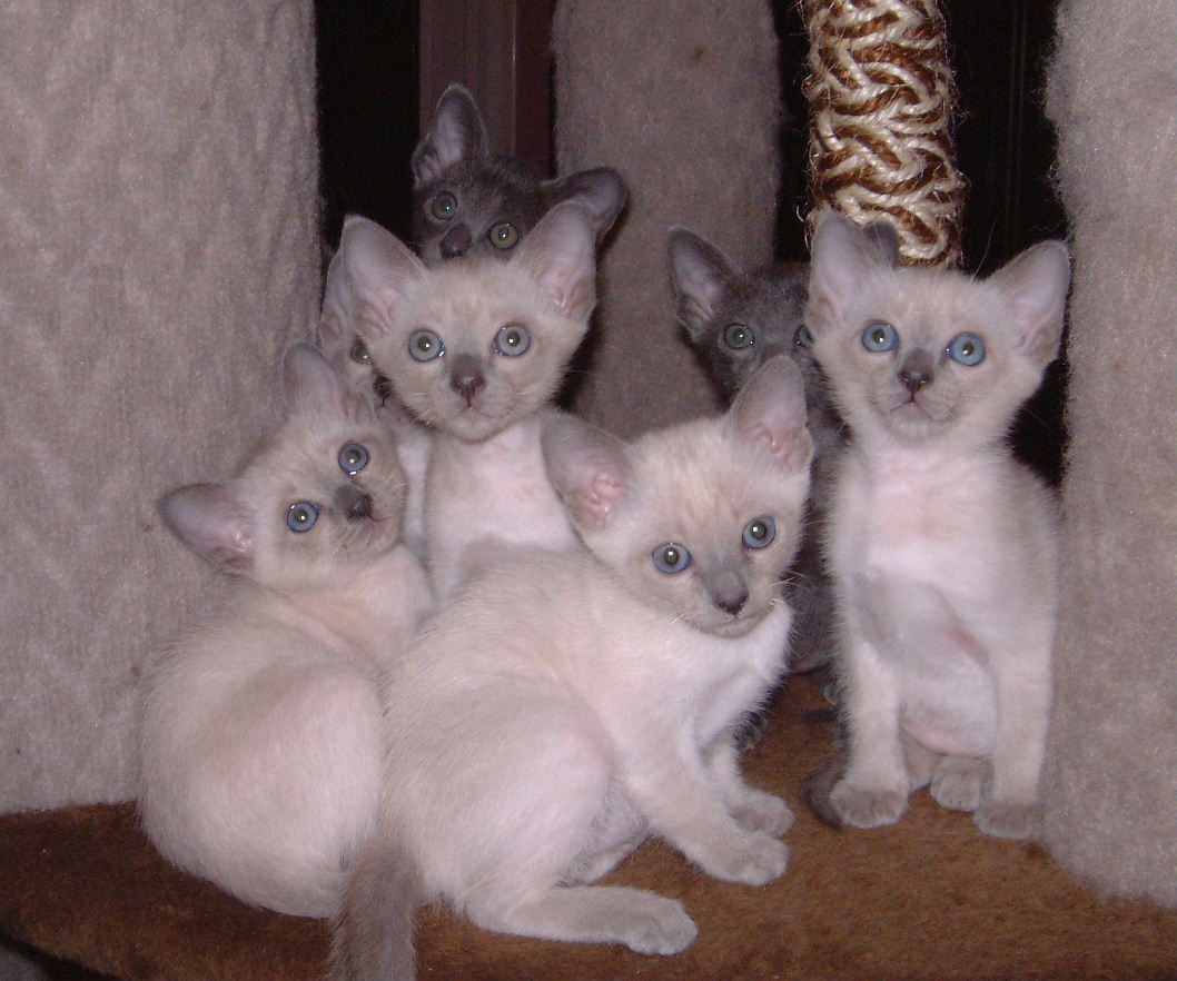 Thai Kitten: Thai Kittens Breed