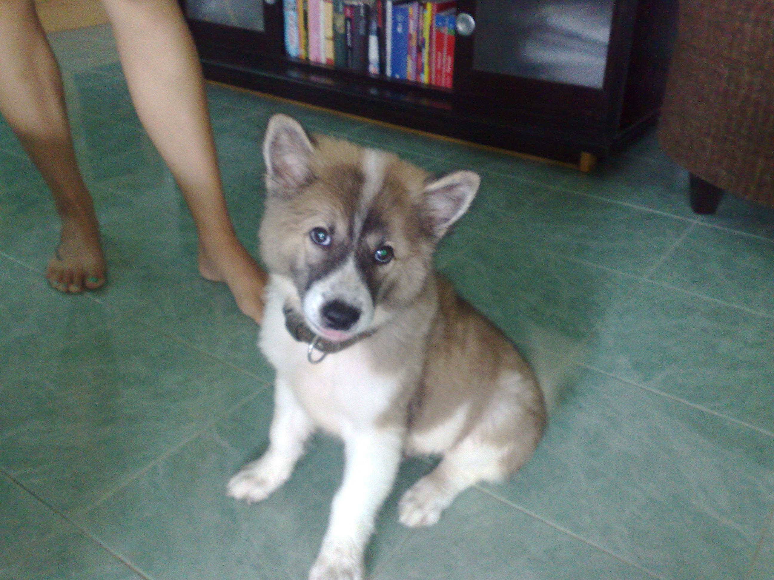 Thai Bangkaew Dog: Thai Leo Der Thai Bangkaew Welpe Breed