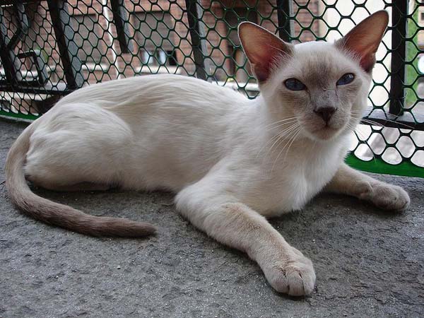 Thai Lilac Kitten: Thai Lilac Point Cat Breed