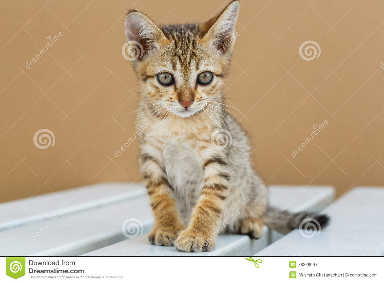Thai Kitten: Thai Royalty Free Stock Graphy Cute Thai Kitten Breed