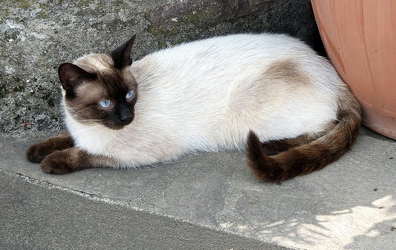Thai Lilac Cat: Thai Seal Point Siamese With Bit Of Tabby Breed