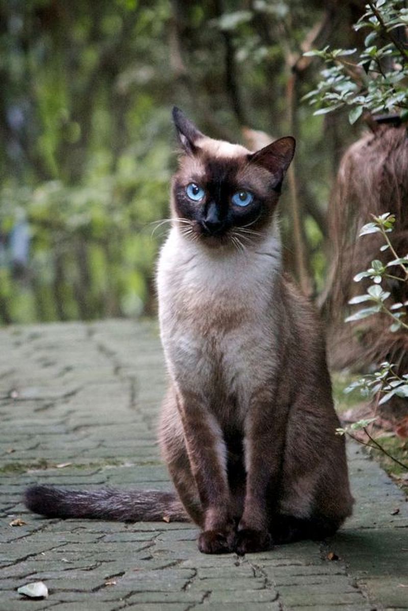 Thai Cat: Thai Tajskaja Poroda Koshek Thai Cat Breed