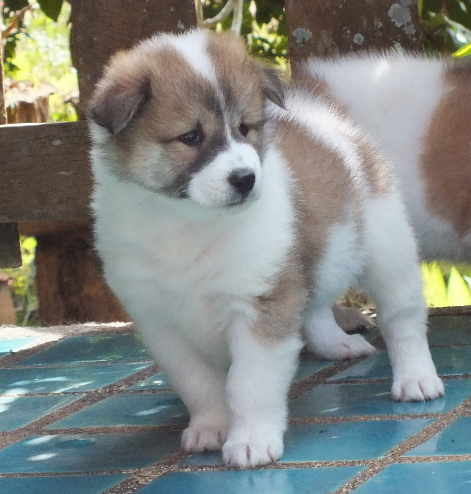 Thai Bangkaew Puppies: Thai Thai Bangkaew Puppies For Sale Mod Som Breed