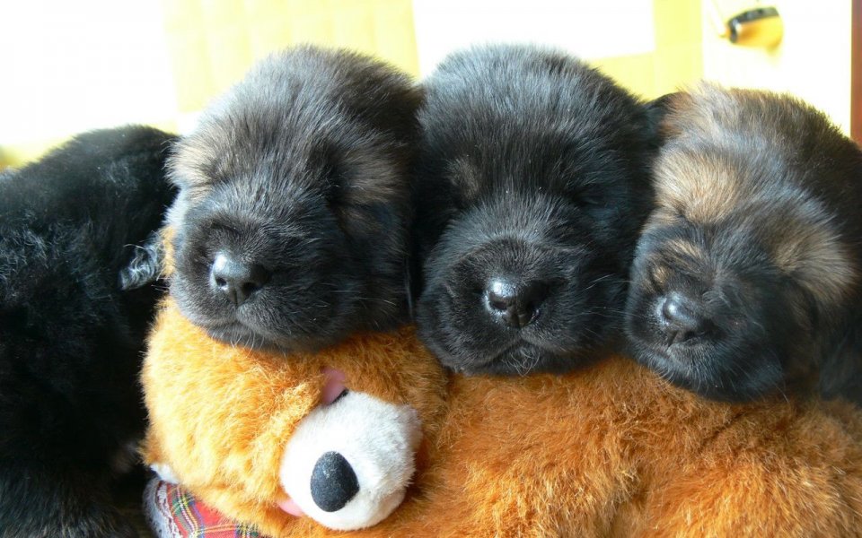 Tibetan Mastiff Puppies: Tibetan Animalss Breed