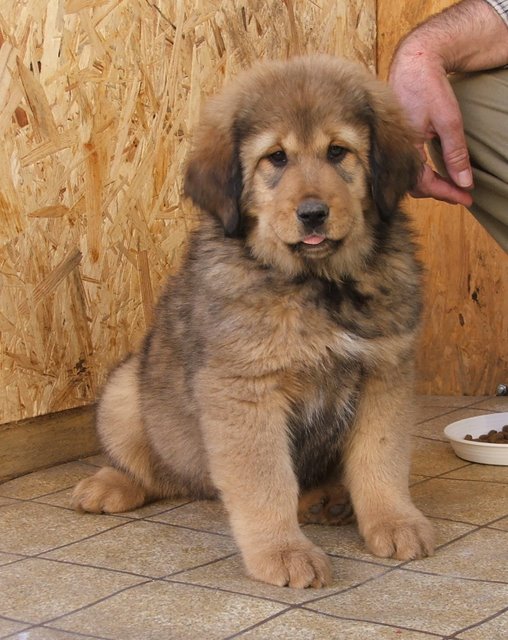 Tibetan Mastiff Dog: Tibetan Archive Breed