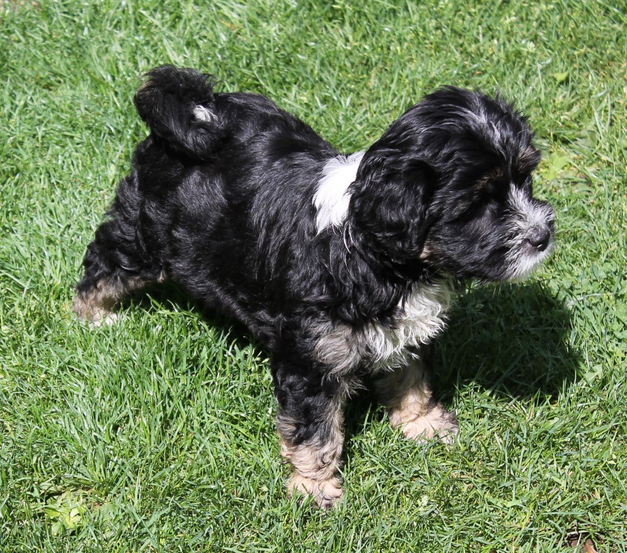 Tibetan Terrier Dog: Tibetan Dog And Bitch Tibetan Terrier Puppies For Sale Retford Breed