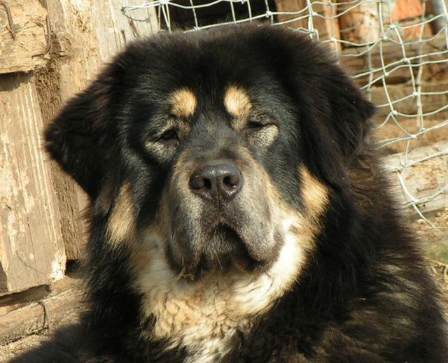 Tibetan Mastiff Dog: Tibetan Httpwwwcompletedogsguidecomsdog Breedslargepictibetan Mastiffjpg