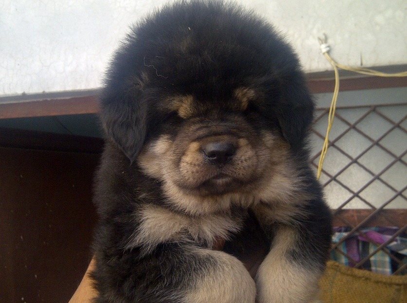 Tibetan Mastiff Puppies: Tibetan Imported Tibetan Mastiff Puppies Sale Breed