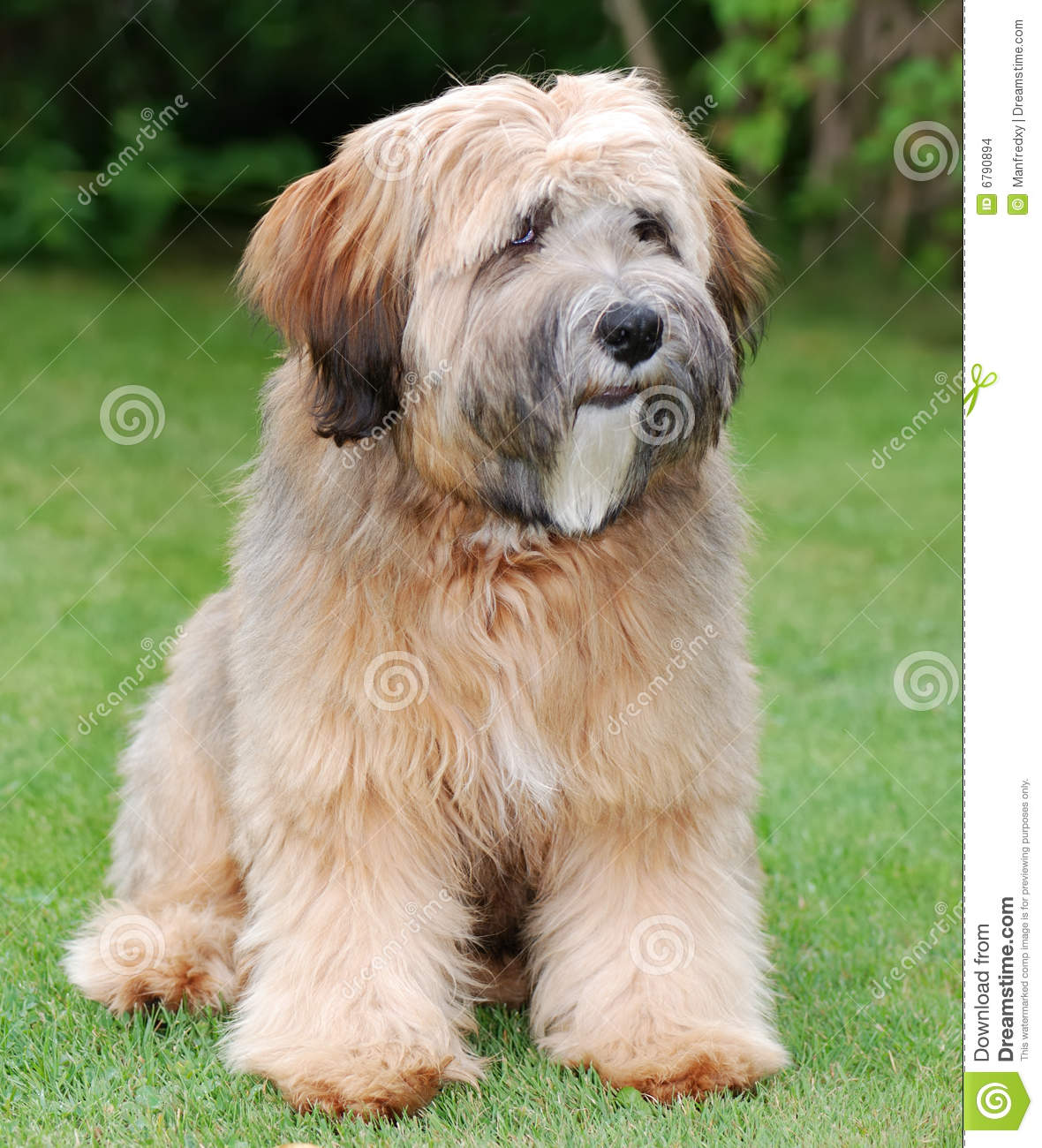 Tibetan Terrier Dog: Tibetan Stock S Tibetan Terrier Dog Breed