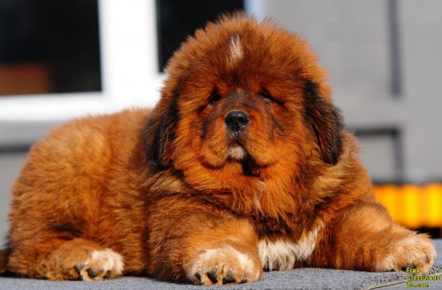 Tibetan Mastiff Puppies: Tibetan The Worlds Most Expensive Dog Breeds