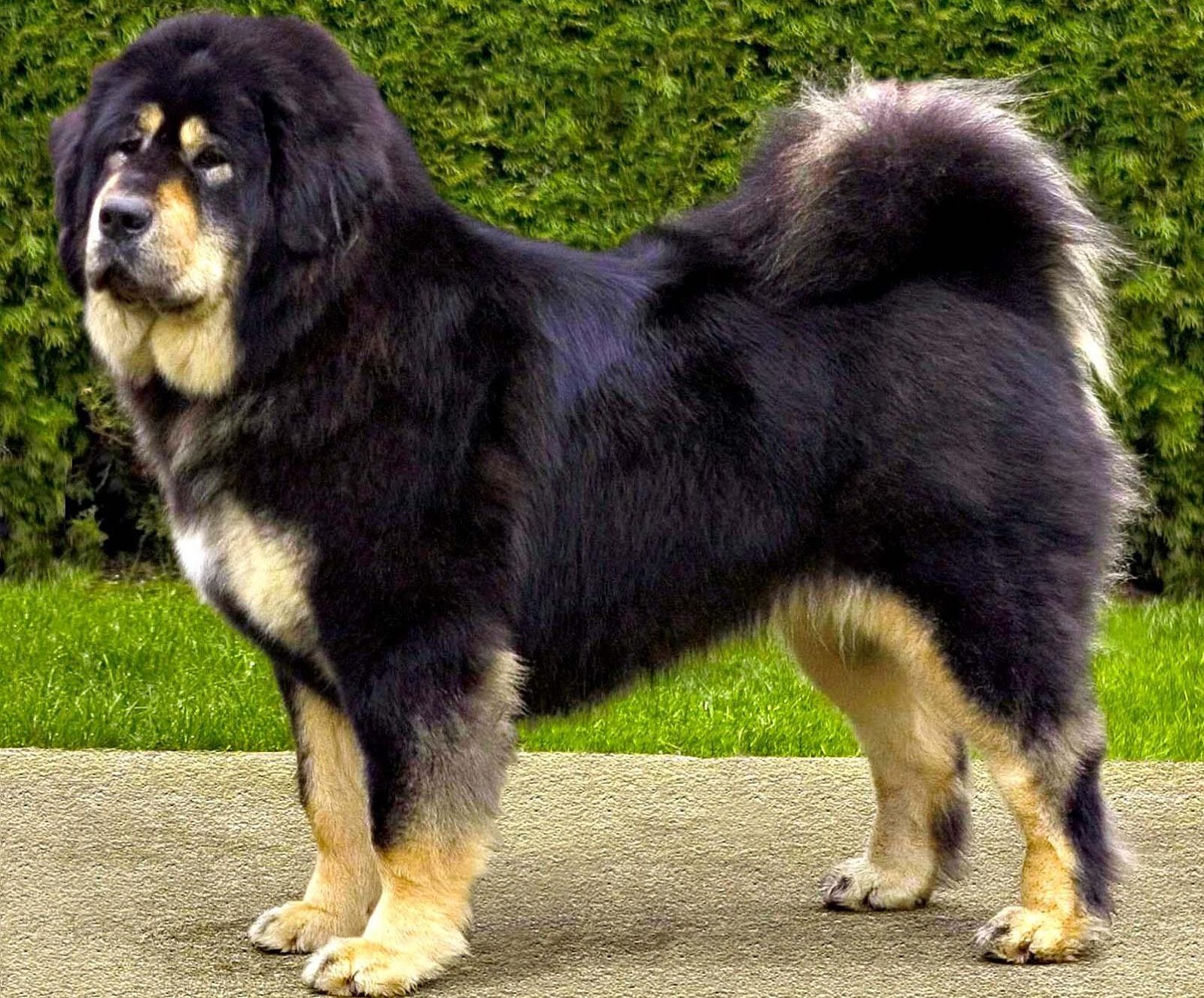 Tibetan Mastiff Dog: Tibetan Tibetan Mastiff Dog Do Khyi And Tsang Breed