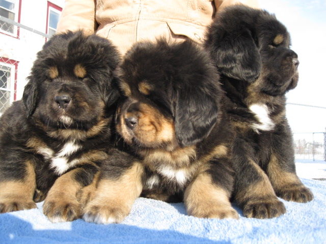 Tibetan Mastiff Puppies: Tibetan Tibetan Mastiff Puppies Breed
