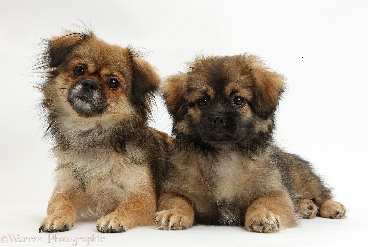 Tibetan Spaniel Puppies: Tibetan Tibetan Spaniel And Puppy Breed
