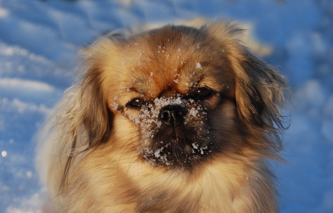 Tibetan Spaniel Dog: Tibetan Tibetan Spaniel Dog Face Breed