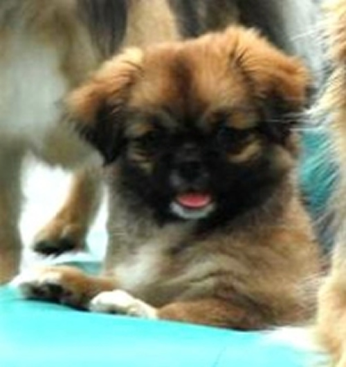 Tibetan Spaniel Dog: Tibetan Tibetan Spaniel Puppies Breed