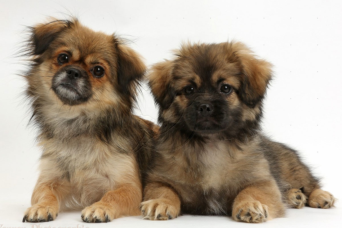 Tibetan Spaniel Dog: Tibetan Tibetan Spaniel Puppies For Sale Breed
