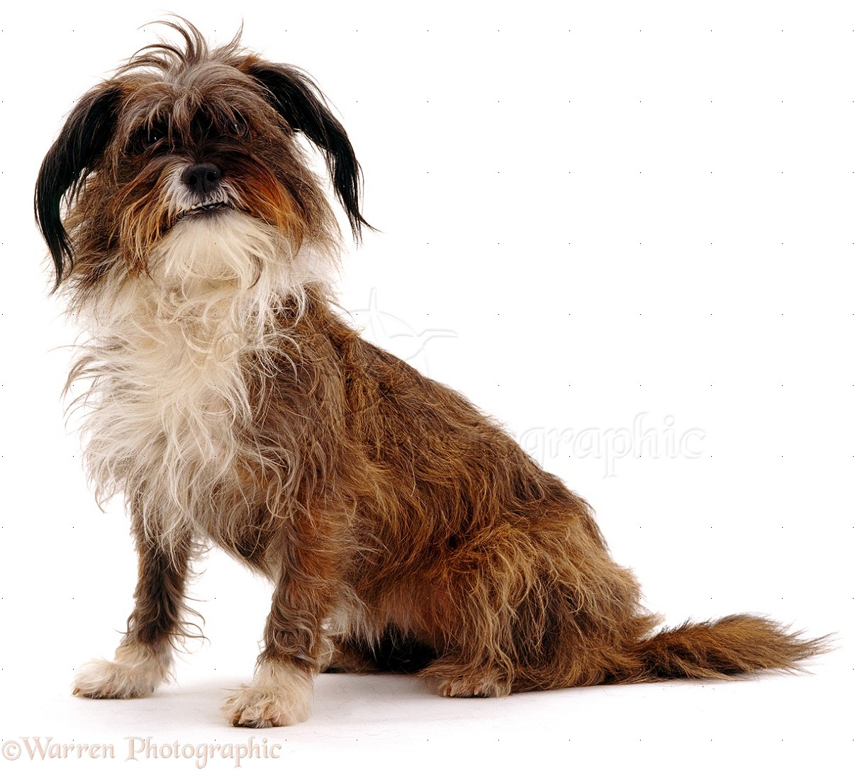 Tibetan Terrier Dog: Tibetan Tibetan Terrier Cross Breed