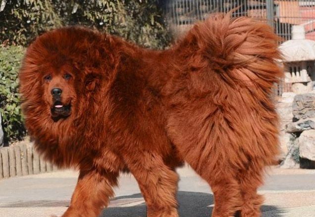 Tibetan Mastiff Dog: Tibetan Worlds Most Expensive Dog Red Tibetan Breed