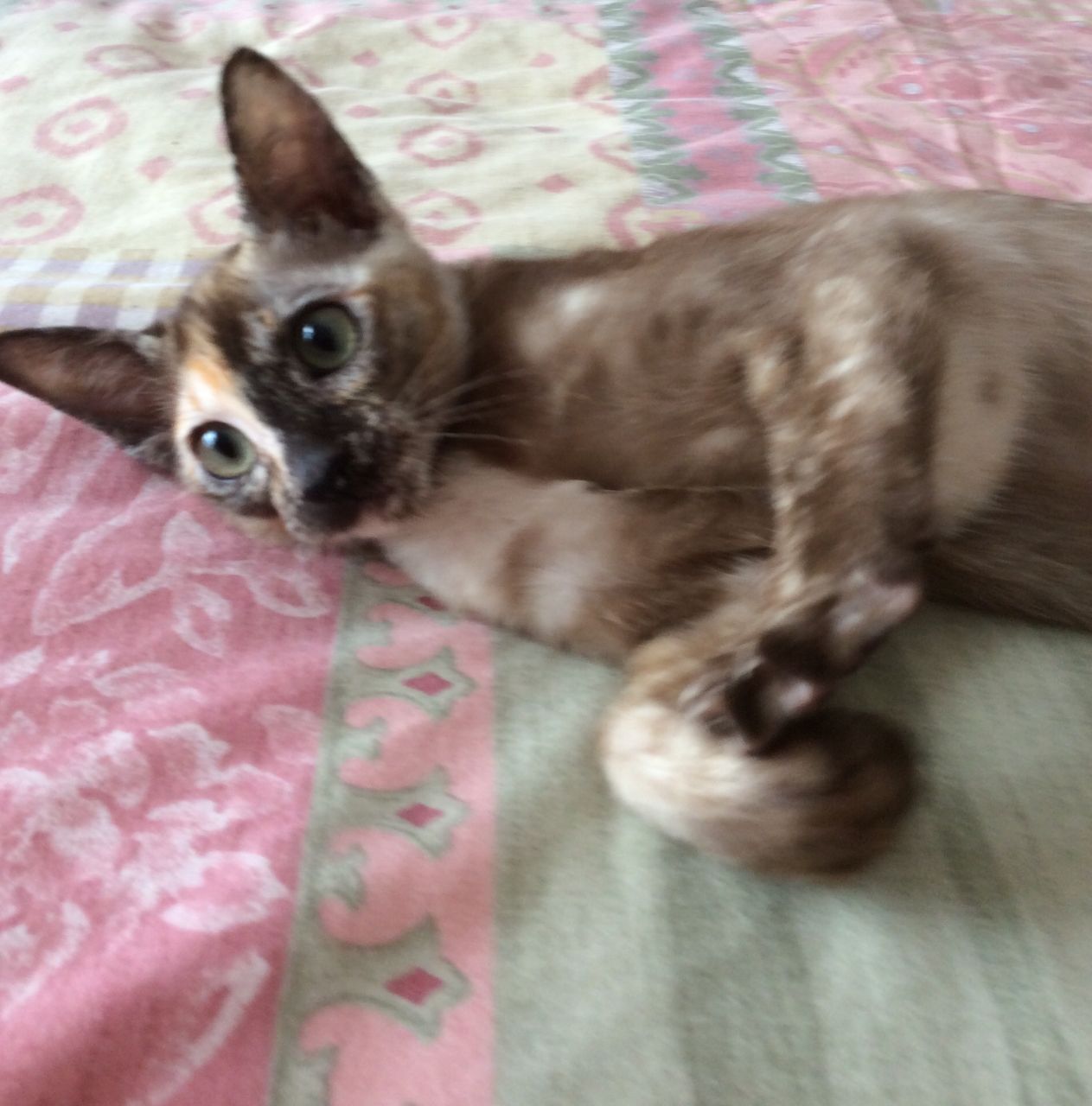 Tonkinese Cat: Tonkinese Shy Tonkinese Cats For Sale Breed