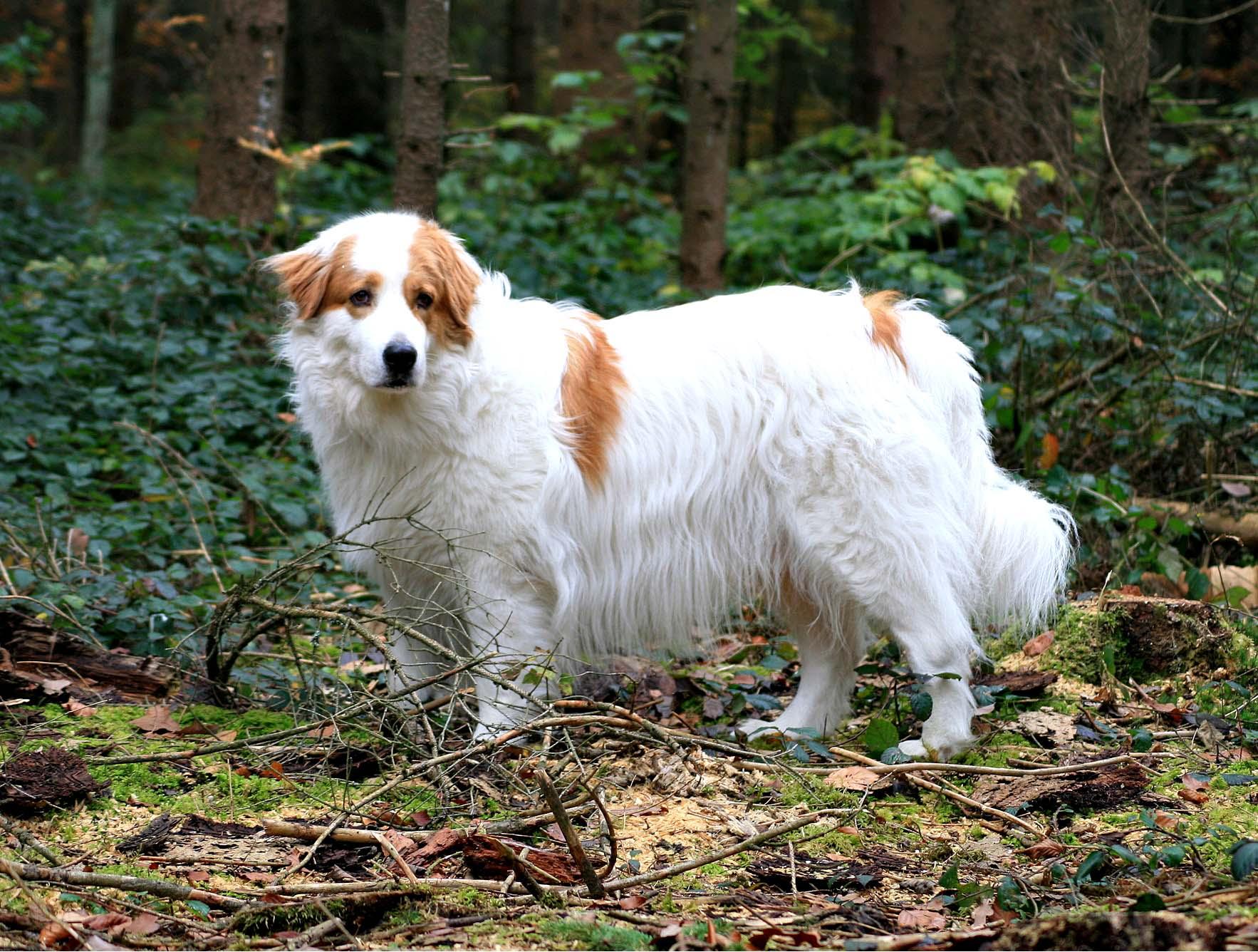 Tornjak Dog: Tornjak Tornjak Dog In The Forest Breed