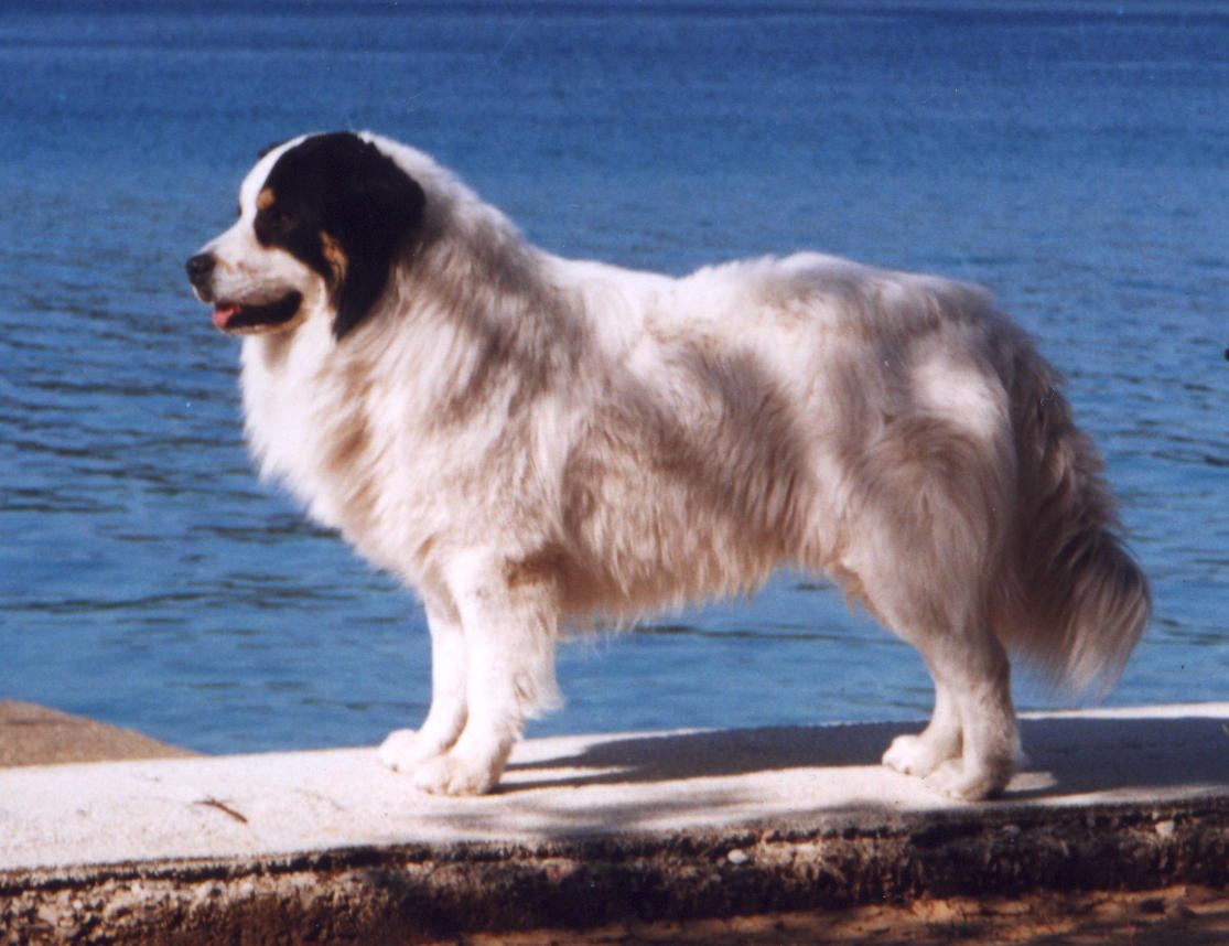 Tornjak Dog: Tornjak Tornjak Dog On Seaside Breed