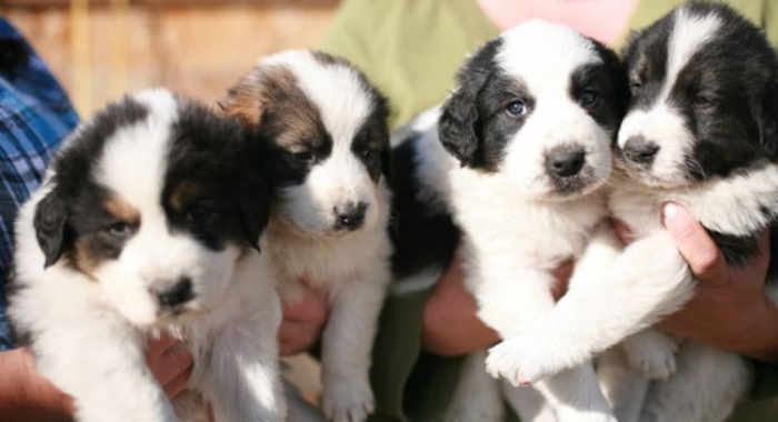 Tornjak Puppies: Tornjak Tornjak Puppies In Canada Breed