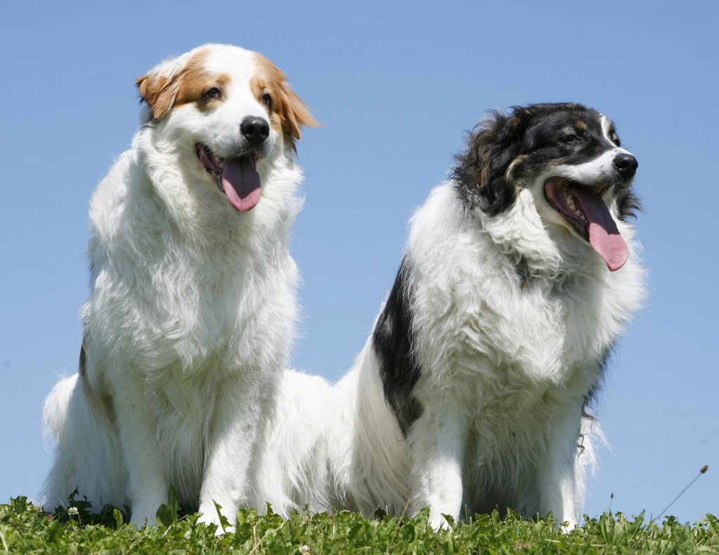 Tornjak Dog: Tornjak Two Lovely Tornjak Dogs Breed